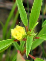 Malvastrum hispidum