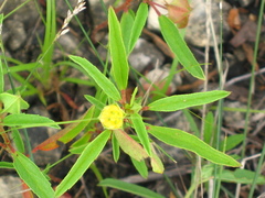 Malvastrum hispidum