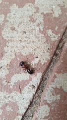 Camponotus texanus