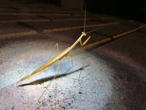Slim Mexican Mantis photo 3