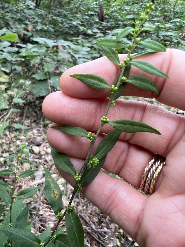 bluestem goldenrod from Fort Totten Park, Washington, DC, US on