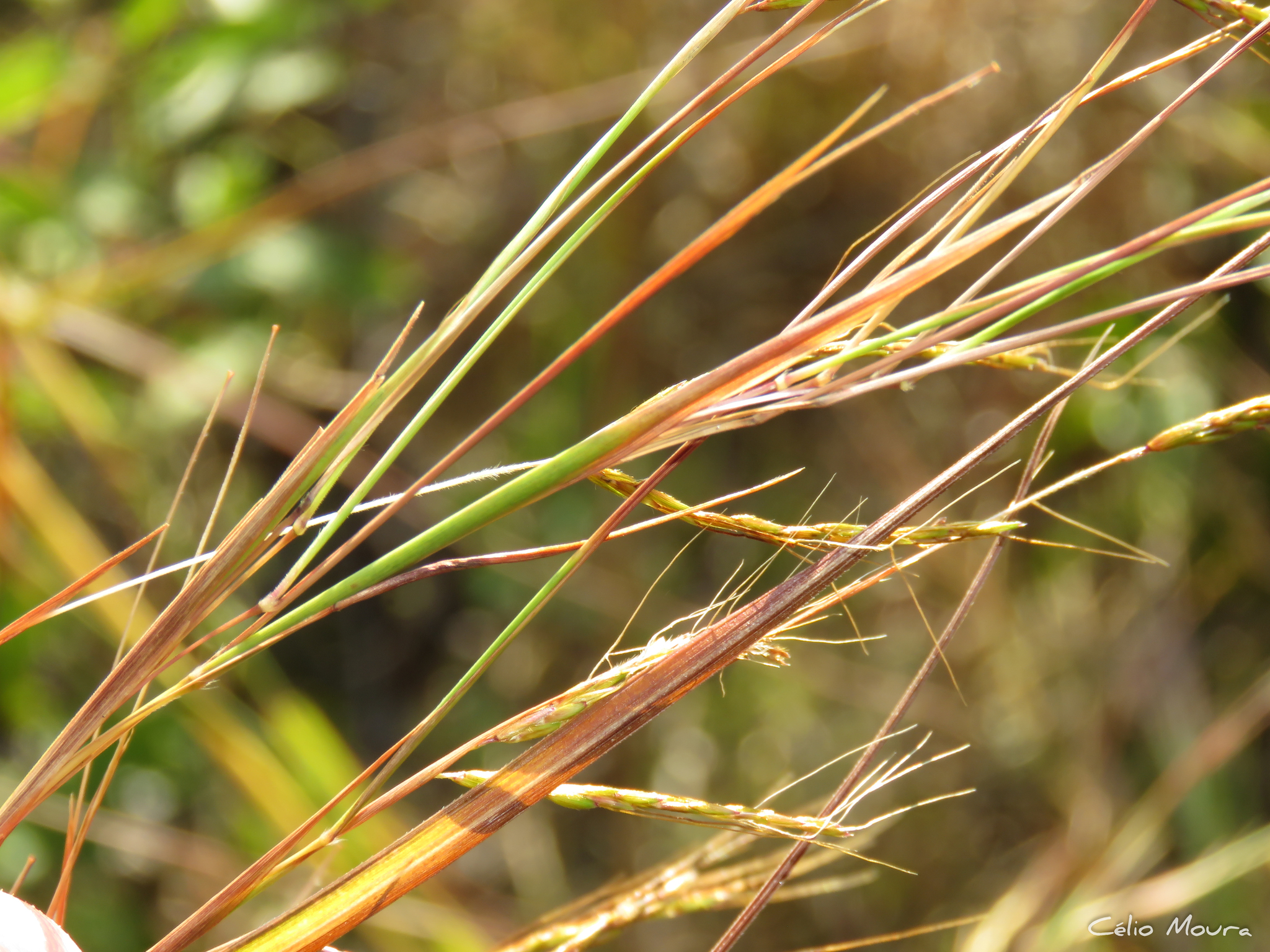 Hyparrhenia rufa var. rufa