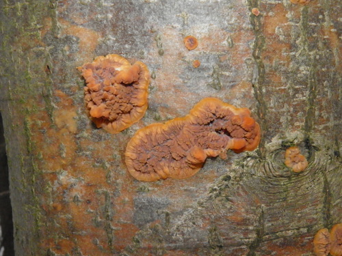 Spindulinis Raukšliagrybis