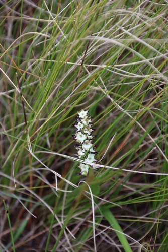 Image of Wurmbea spicata by (c) Tony Rebelo, some rights reserved (CC BY-SA)