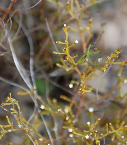 Image of Thesium euphrasioides by (c) Tony Rebelo, some rights reserved (CC BY-SA)