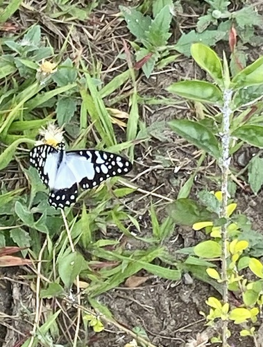 Northern Angola White Lady
