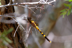 Orthetrum boumiera