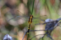 Orthetrum boumiera