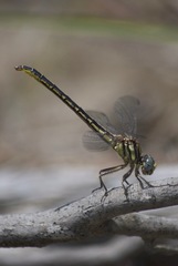Phanogomphus hodgesi