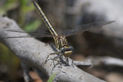 Phanogomphus hodgesi