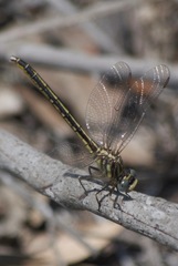 Phanogomphus hodgesi
