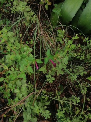 Fuchsia encliandra (Fuchsia encliandra)