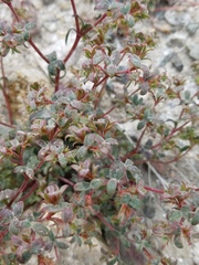Chorizanthe corrugata