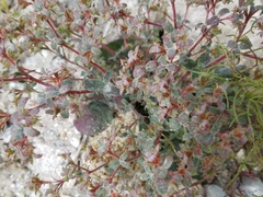 Chorizanthe corrugata