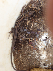 Aspidoscelis hyperythrus beldingi