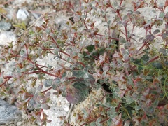 Chorizanthe corrugata