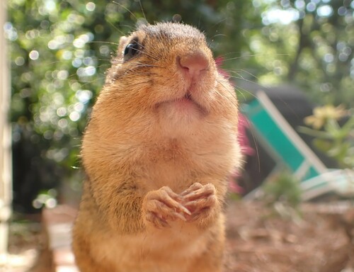 Eastern Chipmunk photographed in Georgia