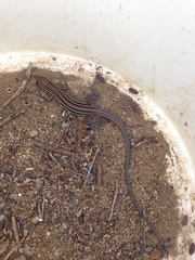 Aspidoscelis hyperythrus beldingi