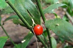 Ruscus hypophyllum