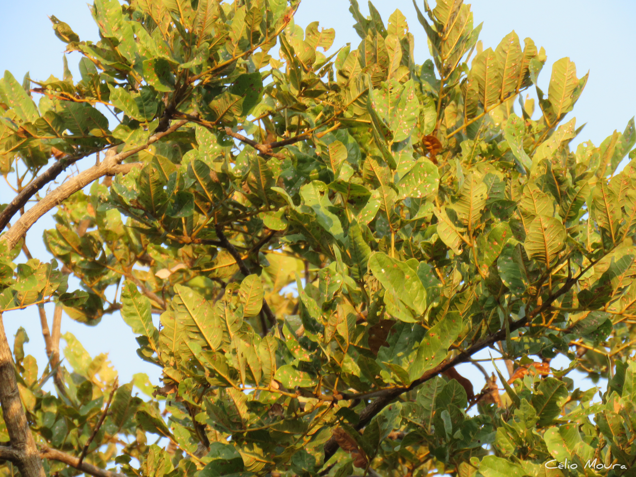 Imagem de Paricá