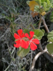 Pelargonium inquinans