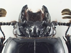 Passalus