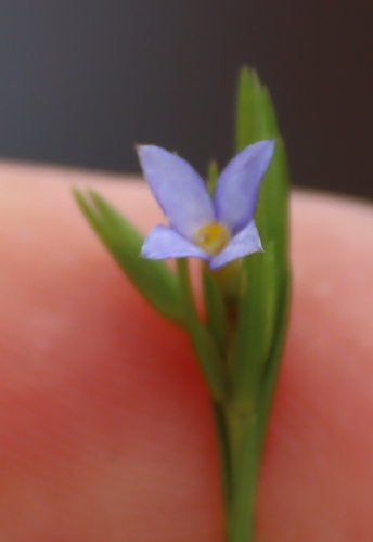 Gnidia linoides (Gnidia linoides)