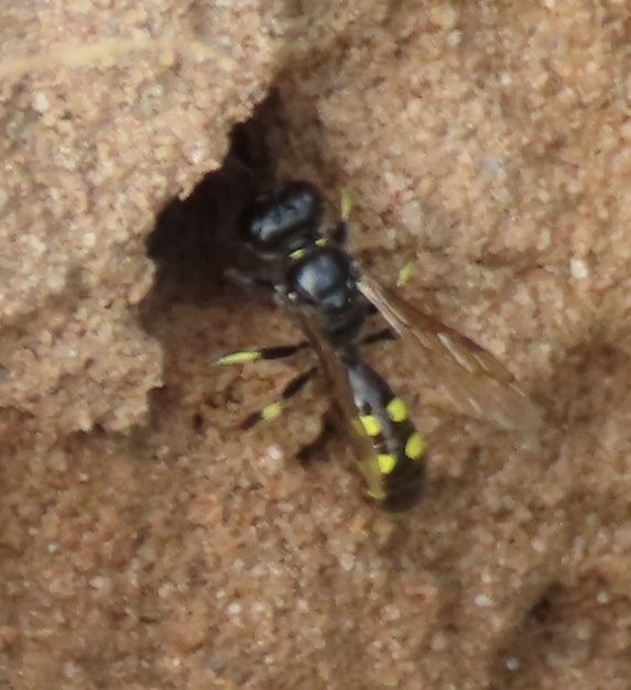 4-spotted Digger Wasp