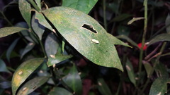 Ruscus hypophyllum