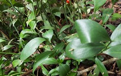 Ruscus hypophyllum