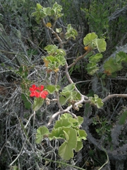 Pelargonium inquinans
