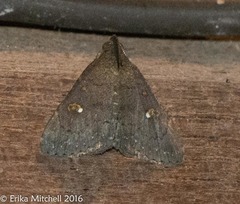 Hypenula cacuminalis