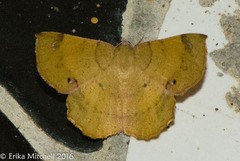 Erastria decrepitaria