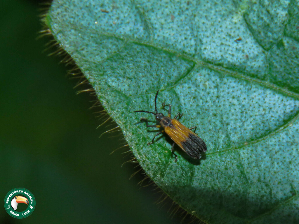 Xenochalepus trilineatus