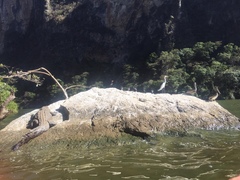 Crocodylia