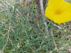 Eschscholzia papastillii