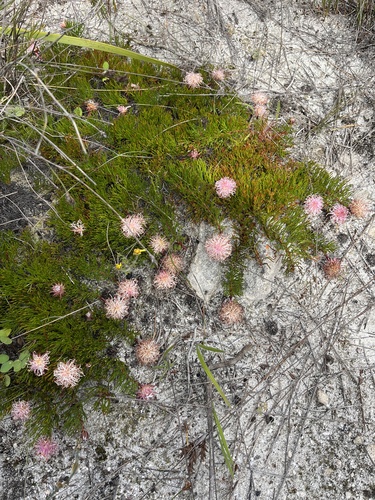 Image of Serruria gracilis by (c) Charleen Brunke, some rights reserved (CC BY)