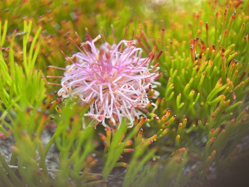 Image of Serruria gracilis by (c) Charleen Brunke, some rights reserved (CC BY)