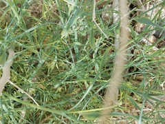 Eschscholzia papastillii