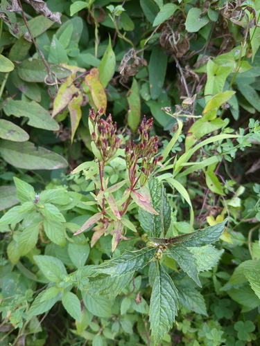 Image of Hypericum majus by (c) Andy, some rights reserved (CC BY-SA)