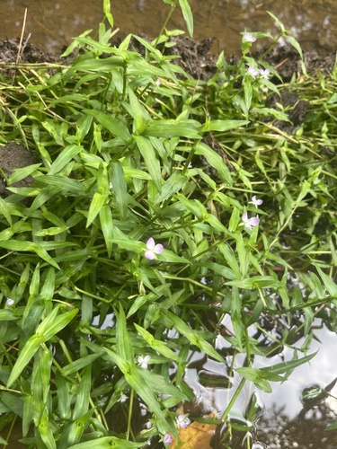 Wartremoving herb (Murdannia keisak)