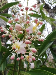 Miconia notabilis