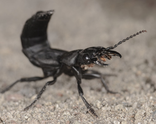 Devil's Coach Horse Beetle, photo 3 of 10