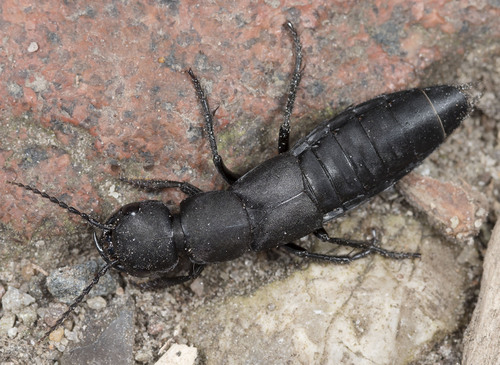 Devil's Coach Horse Beetle, photo 2 of 10