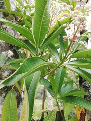 Miconia notabilis