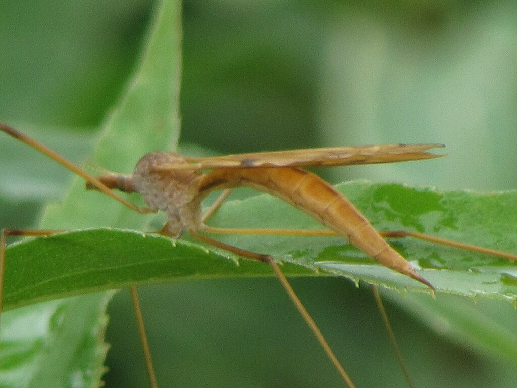 Large Crane Flies from Danby, VT, USA on September 10, 2023 at 10:34 AM ...