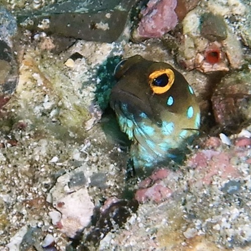 Bluespotted jawfish (Opistognathus rosenblatti) — Opistognathidae — 3