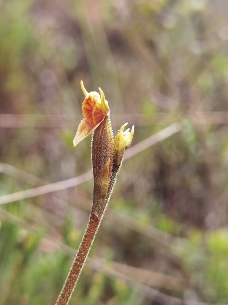 Pterichis habenarioides