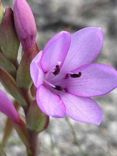 Image of Watsonia humilis by (c) Charleen Brunke, some rights reserved (CC BY)