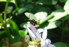 Kuschelina mathematica